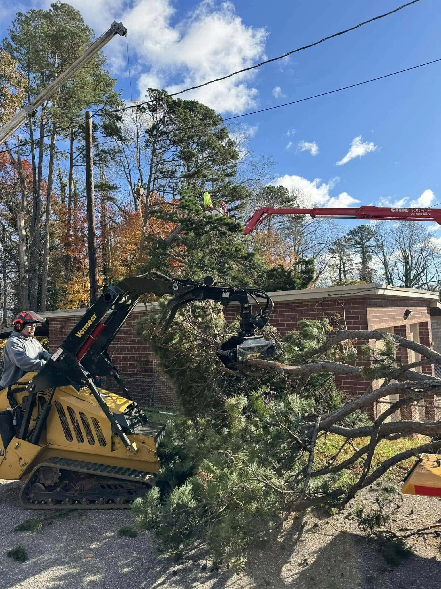 Tree removal case study in Hickory NC