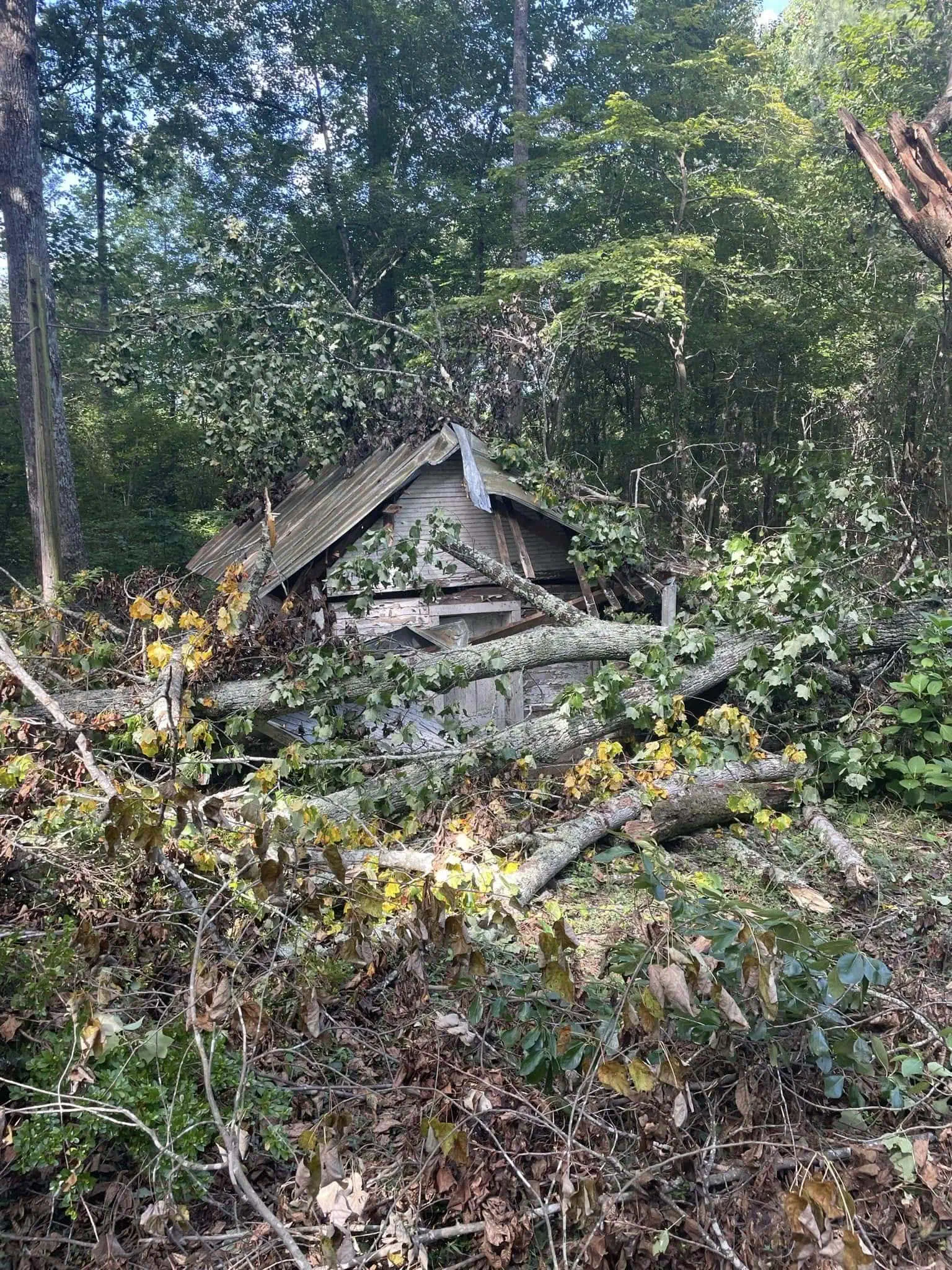 Tree removal service in Hickory NC