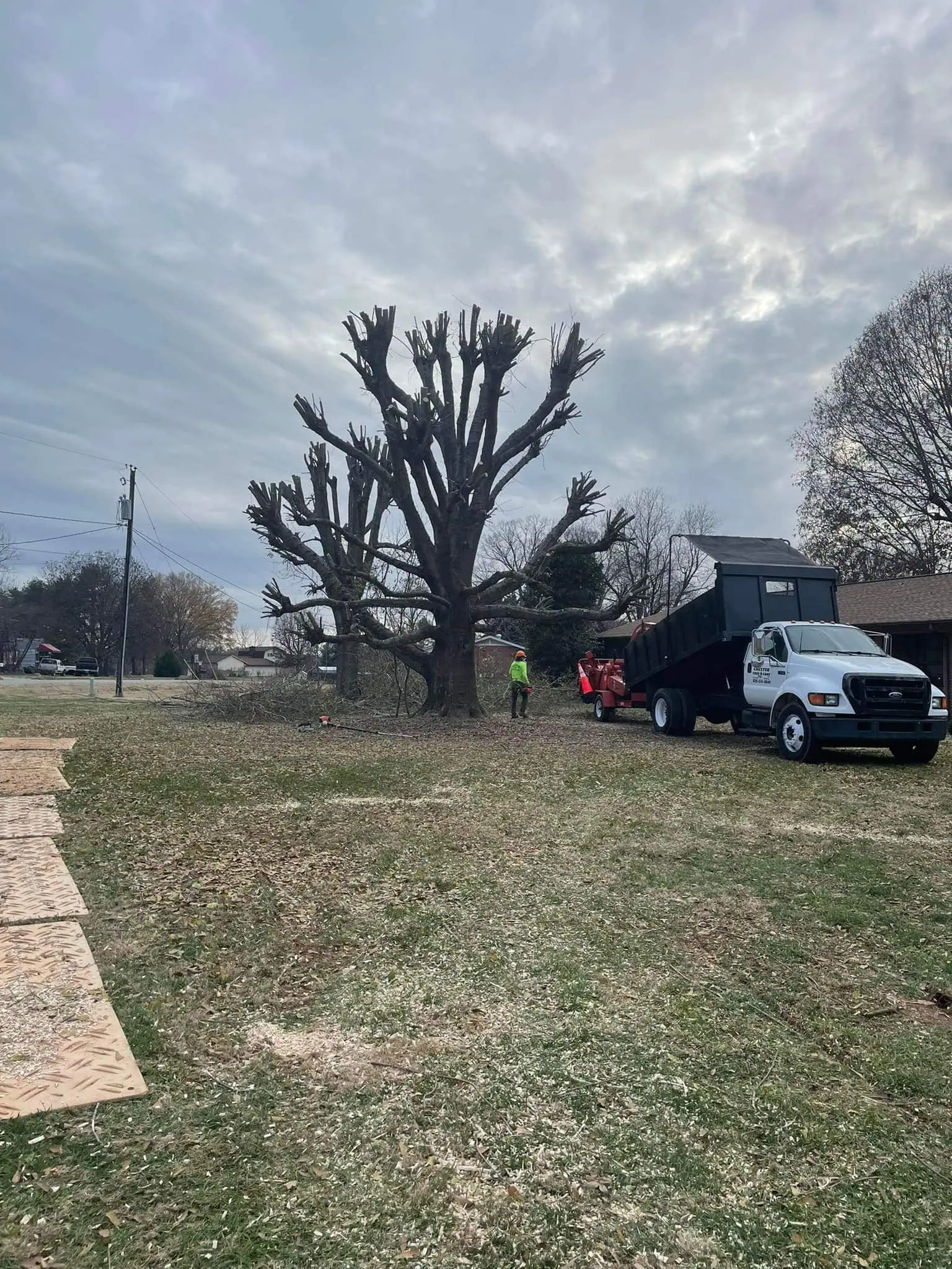 Tree trimming and cleanup project in Hickory NC