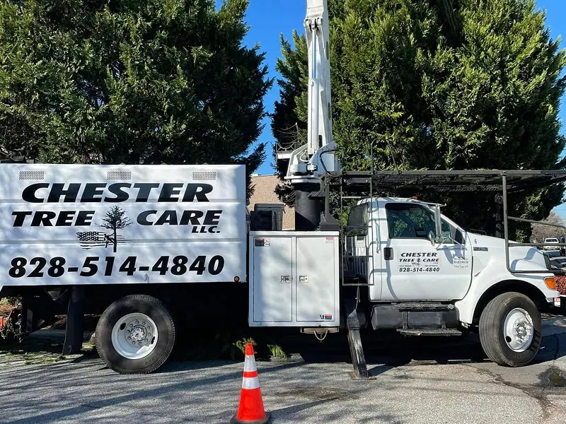Professional tree service in Hickory NC with fast response