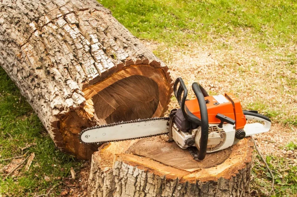 Why Hickory Homeowners Wait Too Long To Remove Trees | Chester Tree Care