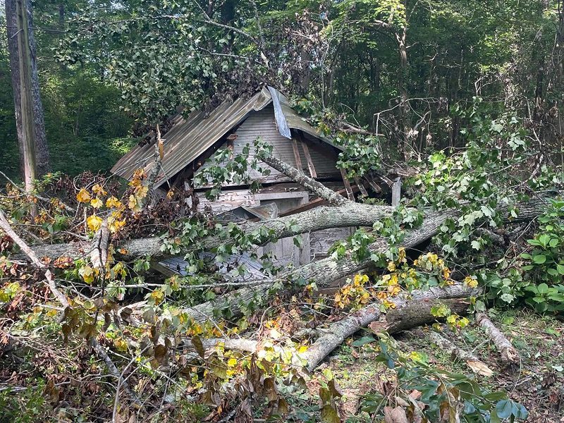 Affordable tree removal service in Hickory NC with full cleanup