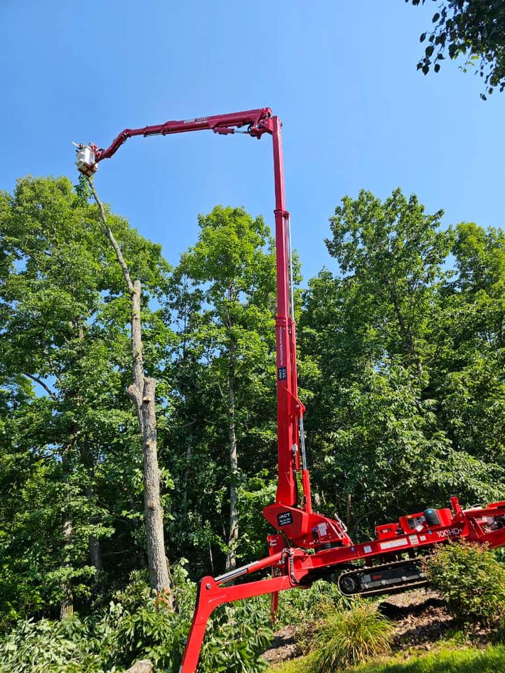 Certified Tree Removal in Maiden, NC | Chester Tree