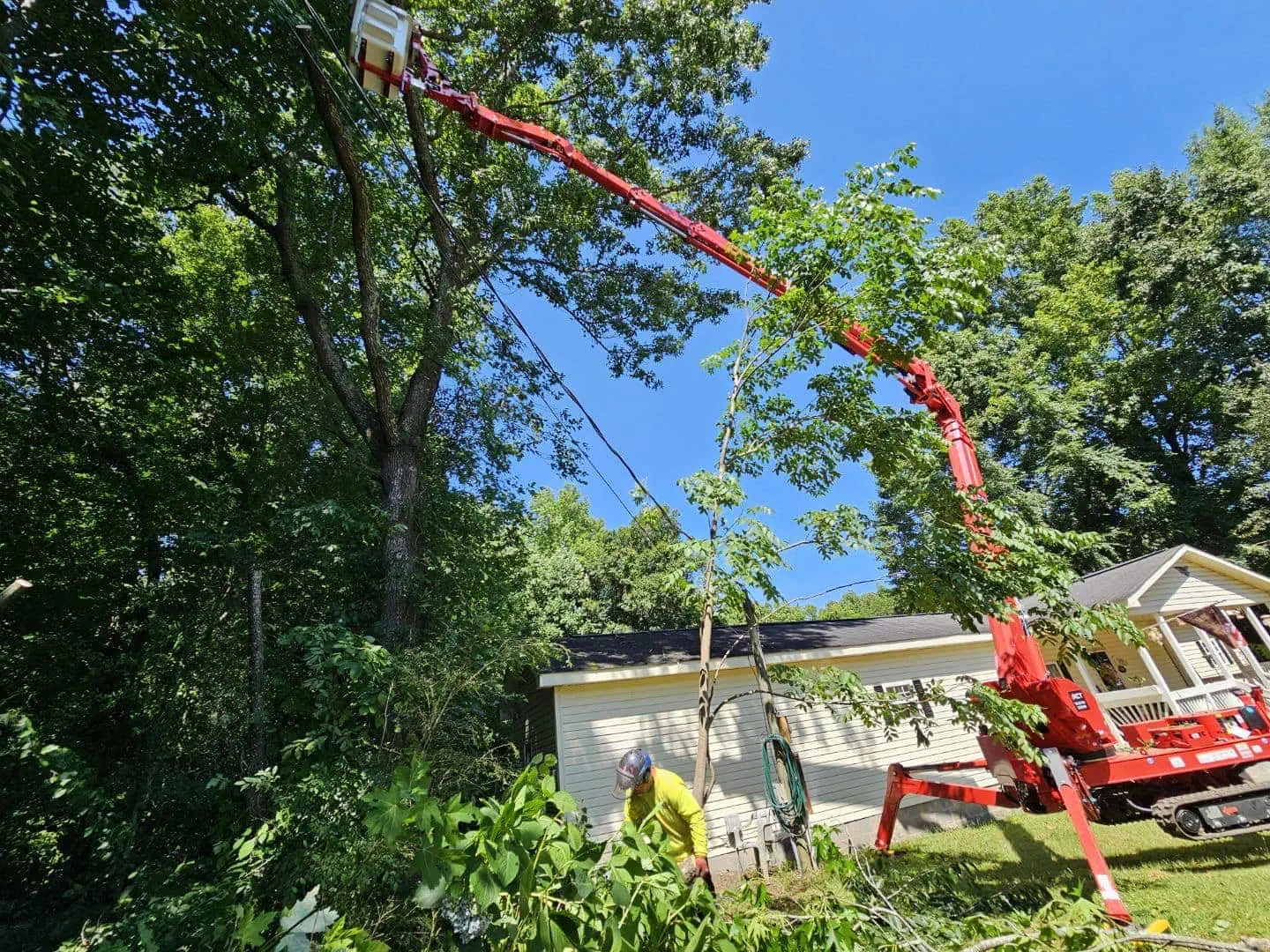 Expert Tree Removal in Claremont, NC | Chester Tree