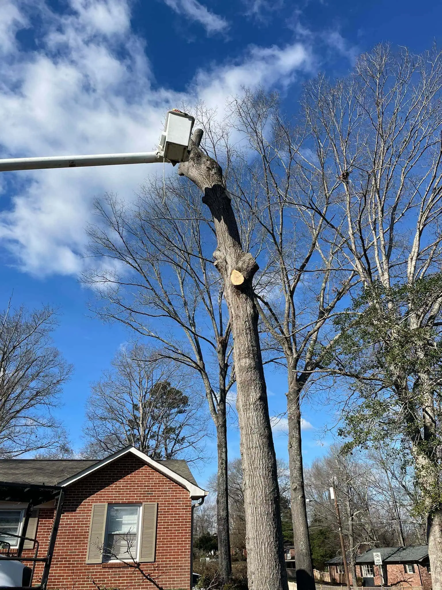 Chester Tree Care crew performing tree removal in Granite Falls, NC