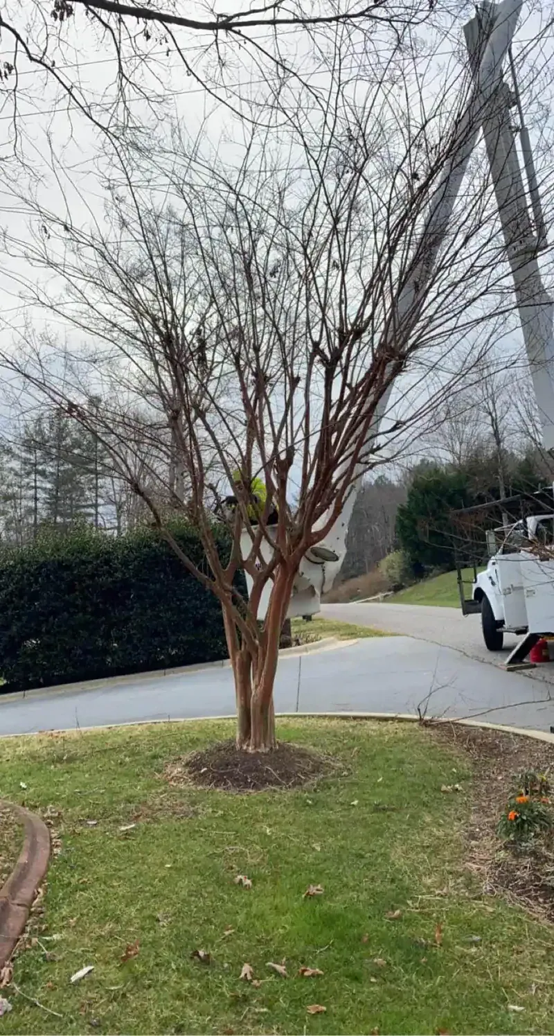 Tree trimming and pruning service in Hickory NC with clean results