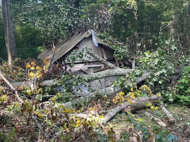 Tree Removal in Valdese, NC | Chester's Tree Care