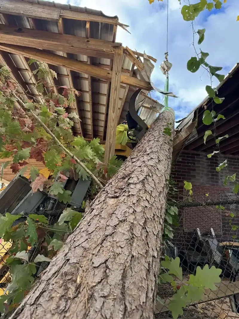 Fast tree removal in Hickory NC with full cleanup in under 2 hours
