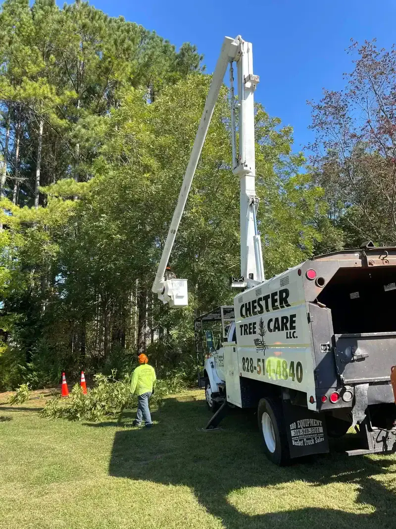 Tree trimming and pruning service in Hickory NC with full cleanup