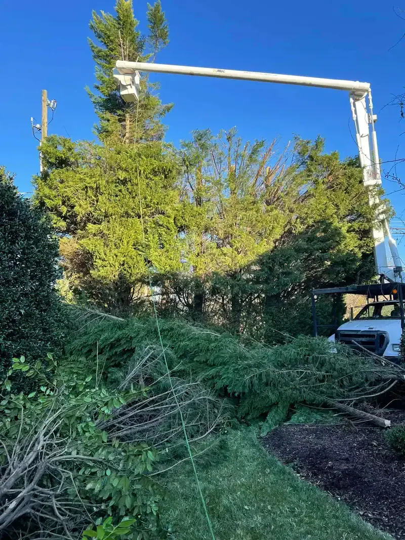 Professional tree removal service in Hickory NC with complete cleanup